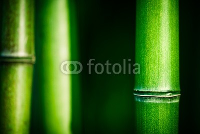 Beboy, Bambou zen (bambus, zen, kurort, asien, ashtray, landschaft, grÃ¼n, verwischen, gras, papier, pflanze, laub, pflanze, textur, hintergrund, close-up, zoom, makro, china, feng shui, konzept, konzeptionel)