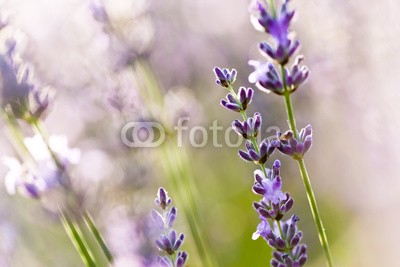 Beboy, Lavande fleur - lavender flower (lavendel, provence, frankreich, feld, kultur, lavendel, blume, staat, flora, pflanze, fragrance, essenz, feld, blume, aroma therapy, aroma, simple, key, isoliert, close-up, parfuem, lila, rose, fuchshengst, blau, lila, veilchen, pflanze, blumenstraus)