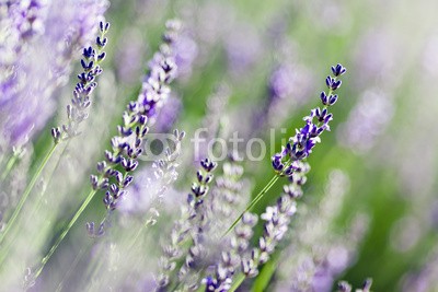 Beboy, Lavande fleur - lavender flower (lavendel, provence, frankreich, feld, kultur, lavendel, blume, staat, flora, pflanze, fragrance, essenz, feld, blume, aroma therapy, aroma, simple, key, isoliert, close-up, parfuem, lila, rose, fuchshengst, blau, lila, veilchen, pflanze, blumenstraus)