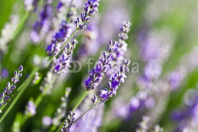 Beboy, Lavande fleur - lavender flower (lavendel, provence, frankreich, feld, kultur, lavendel, blume, staat, flora, pflanze, fragrance, essenz, feld, blume, aroma therapy, aroma, simple, key, isoliert, close-up, parfuem, lila, rose, fuchshengst, blau, lila, veilchen, pflanze, blumenstraus)