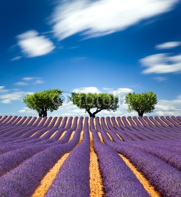 Beboy, Lavande Provence France / lavender field in Provence, France (lavendel, provence, frankreich, feld, kultur, lavendel, blume, baum, staat, flora, pflanze, fragrance, essenz, hügel, feld, blume, ernten, picturesque, lila, rose, fuchshengst, blau, lila, veilchen, landschaft, pflanze, blumenstrauss, gepfleg)