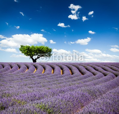 Beboy, Lavande Provence France / lavender field in Provence, France (lavendel, provence, frankreich, feld, kultur, lavendel, blume, baum, staat, flora, pflanze, fragrance, essenz, hügel, feld, blume, ernten, picturesque, lila, rose, fuchshengst, blau, lila, veilchen, landschaft, pflanze, blumenstrauss, gepfleg)