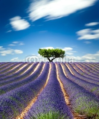 Beboy, Lavande Provence France / lavender field in Provence, France (lavendel, provence, frankreich, feld, kultur, lavendel, blume, baum, staat, flora, pflanze, fragrance, essenz, hügel, feld, blume, ernten, picturesque, lila, rose, fuchshengst, blau, lila, veilchen, landschaft, pflanze, blumenstrauss, gepfleg)