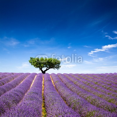 Beboy, Lavande Provence France / lavender field in Provence, France (lavendel, provence, frankreich, feld, kultur, lavendel, blume, baum, staat, flora, pflanze, fragrance, essenz, hügel, feld, blume, picturesque, lila, rose, fuchshengst, blau, lila, veilchen, landschaft, pflanze, blumenstrauss, gepflegt, landwirtschaf)