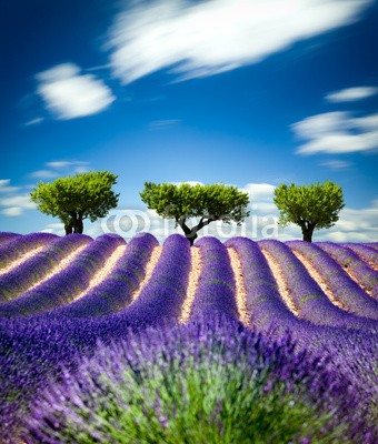 Beboy, Lavande Provence France / lavender field in Provence, France (lavendel, provence, frankreich, feld, kultur, lavendel, blume, baum, staat, flora, pflanze, fragrance, essenz, hügel, feld, blume, picturesque, lila, rose, fuchshengst, blau, lila, veilchen, landschaft, pflanze, blumenstrauss, gepflegt, landwirtschaf)