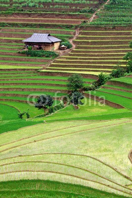 Beboy, Rizière en terrasse (terrassen, terrassen, rice, kultur, vietnamese, asien, wasser, landschaft, grün, laub, staat, feld, landwirtschaft, traditional, ernte, vietnamese, dorf am mee)