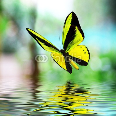 BEMPhoto, Butterfly 15 (Wunschgröße, Fotografie, Photografie, Nahaufnahme, Insekt, Schmetterling, Natur, Eleganz, Leichtigkeit, Wasser, Spiegelung, Wellness, Bad, gelb)