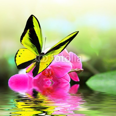 BEMPhoto, Butterfly 8 (Wunschgröße, Fotografie, Photografie, Nahaufnahme, Insekt, Schmetterling, Natur, Eleganz, Leichtigkeit, Wasser, Blüte, Spiegelung, Wellness, Bad, gelb)