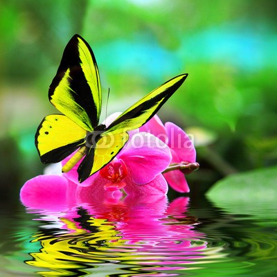 BEMPhoto, Butterfly (Wunschgröße, Fotografie, Photografie, Nahaufnahme, Insekt, Schmetterling, Natur, Eleganz, Leichtigkeit, Wasser, Blütte, Spiegelung, Wellness, Bad, bunt)