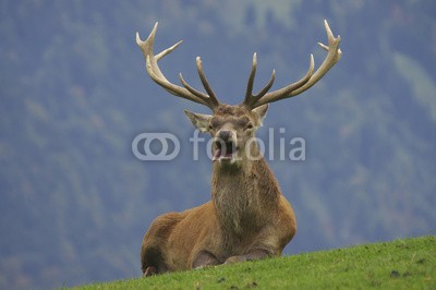 Bergfee, Hirschbrunft (hirsch, reh, spiel, wald, rut, geweih, hunter, jagen, beruf, umzäunung, cherish, gewehr, schuß, essen, mantel, element, märkte, posters, icon, knopf, ii, national park, tirol, film, wilde, pirsch, kitz, kitz, böcke, hirschkuh, rehbock, hirsch, natu)