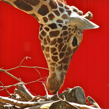 Berhard Böser, Giraffe (Giraffe, Giraffenkopf, Profil, Großwild, Tierportrait, Nahaufnahme, Fotografie, Wunschgröße, Treppenhaus, Wohnzimmer, bunt)