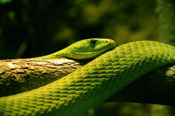 Berhard Böser, Grüne Schlange II (Schlange, Reptil, Tiere, Ast, schlängeln, Schlangenhaut, Nahaufnahme, Fotografie, Wunschgröße, Treppenhaus, Wohnzimmer, grün)