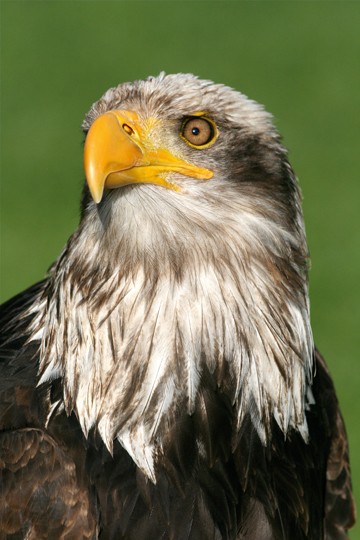 Berhard Böser, Herr der Lüfte (Raubvogel, vogel, Tiere, Adler, Tierportrait, Nahaufnahme, Fotografie, Wunschgröße, Treppenhaus, Wohnzimmer, bunt)