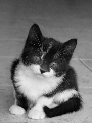 Berhard Böser, Kleiner Kater (Katze, katzenbaby, niedlich, Haustiere, Tierportrait, Fotokunst, Wunschgröße, Treppenhaus, Wohnzimmer, schwarz/weiß)