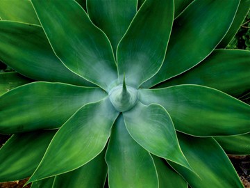 Berhard Böser, Mein kleiner grüner Kaktus (Fotografie farbig, Floral, Pflanze, Natur, Wohnzimmer, Arbeiten,)