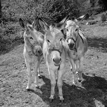 Berhard Böser, Trio (Esel, Grautiere, Eselgruppe, Tiere, Nutztiere, Lastentiere, Tierportraits, Fotokunst, Wunschgröße, Treppenhaus, Wohnzimmer, schwarz/weiß)