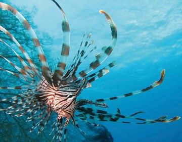 Berhard Böser, Unterwasserwelt I (Feuerfisch, giftig, Tiere, Unterwasserwelt, Meerestiere, Nahaufnahme, Fotografie, Wunschgröße, Treppenhaus, Wohnzimmer, bunt)