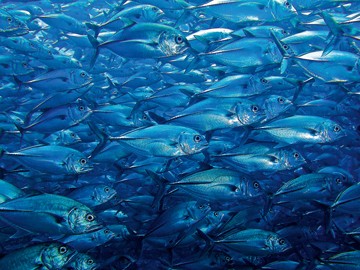 Berhard Böser, Unterwasserwelt III (Fische, Fischschwarm, Tiere, Unterwasserwelt, Meerestiere, Nahaufnahme, Fotografie, Wunschgröße, Treppenhaus, Wohnzimmer, silber/blau)