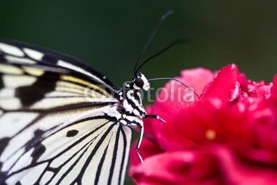 BerndtHH, Baumnymphe (schmetterling, insekt, schmetterling, asien, profile, makro, bunt, edelfalter, exotisch, schmetterling, tierreich, kontras)