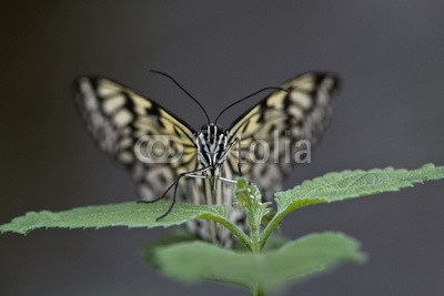 BerndtHH, Baumnymphe (schmetterling, schmetterling, insekt, schmetterling, asien, profile, makro, bunt, edelfalter, exotisch, schmetterling, tierreich, kontras)