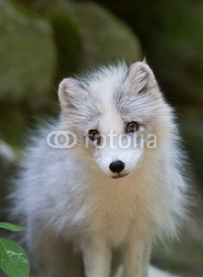 BerndtHH, Junger Polarfuchs (baby, fuchs, blick, erschrocken, interessiert, neugierig, rußland, alaska, grönlan)