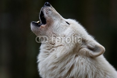 BerndtHH, Polarwolf (tier, arktis, grönland, inuit, schrei, wölfe, wölfe, hun)
