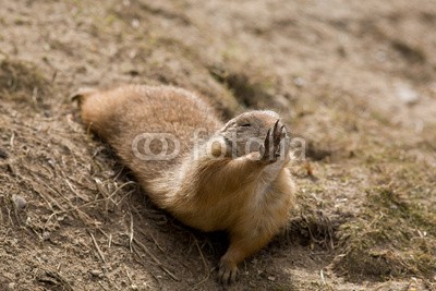 BerndtHH, Präriehund  No Photos Please (präriehund, gopher, rodentia, murmeltier, biest, nagetier, begrüssung, hübsch, säugetier, süss, wildlif)