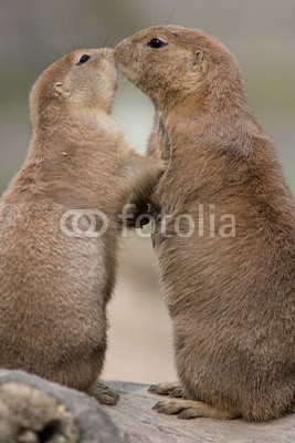 BerndtHH, Präriehunde Casablanca (präriehund, paar, miteinander, verliebt, hübsch, nagetier, säugetier, süss, liebe, paar, frieden, murmeltier, gopher, biest, wildlife, kuss, rodenti)