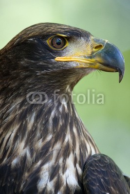 BerndtHH, Scharfer Blick (gebogen, weinen, blick, raubvögel, raubvögel, nordamerika, sea eagle, profil)