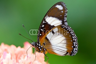 BerndtHH, Schmetterling (schmetterling, insekt, makro, asien, bunt, kontrast, edelfalter, exotisch, schmetterling, tierreich, profile, schmetterlin)