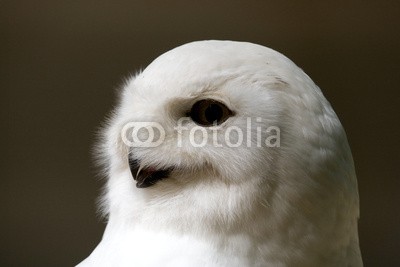 BerndtHH, Schneeeule (vögel, eulen, alaska, vögel, grönland, aves, uhu, tundra, island, blic)