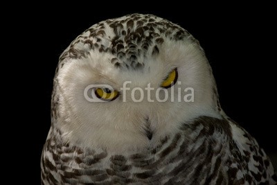 BerndtHH, Schneeeule (vögel, eulen, alaska, vögel, grönland, aves, uhu, tundra, island, blic)
