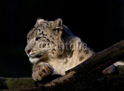 BerndtHH, Schneeleopard (leopard, unze, blick, zentralasien, asie)