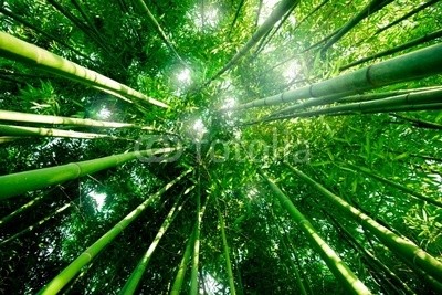 Beboy, Bambou zen forÃªt (bambus, zen, baum, wald, kurort, asien, ashtray, landschaft, grÃ¼n, holz, gras, papier, pflanze, laub, pflanze, textur, hintergrund, close-up, zoom, makro, china, feng shui, konzept, konzeptionell, japan, japa)