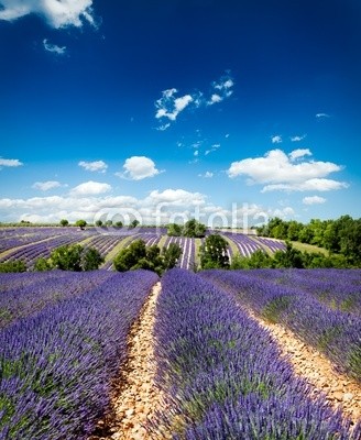 Beboy, Lavande Provence France / lavender field in Provence, France (lavendel, provence, frankreich, feld, kultur, lavendel, blume, baum, staat, flora, pflanze, fragrance, essenz, hügel, feld, blume, picturesque, lila, rose, fuchshengst, blau, lila, veilchen, landschaft, pflanze, blumenstrauss, gepflegt, landwirtschaf)