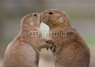 BerndtHH, Präriehund Paar (präriehund, verliebt, nagetier, paar, süss, hübsch, murmeltier, gopher, säugetier, frieden, rodentia, biest, wildlife, kuss, liebe, paar, miteinande)
