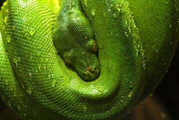 Bernhard Böser, Grüne Schlange I (Schlange, Reptil, Tiere, Wassentropfen, Schlangenhaut, Nahaufnahme, Fotografie, Wunschgröße, Treppenhaus, Wohnzimmer, grün)