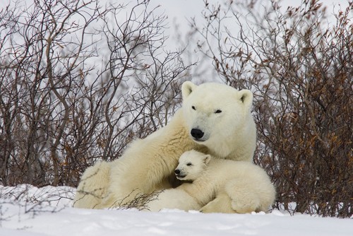 Matthias Breiter, Three month old Polar Bear cubs nursing (Eisbär, Bärenmutter, Eisbärbaby, Bärenkind, Schnee, Kälte, Kuscheln, Schutz, Mutterliebe, Wunschgröße, Treppenhaus, Wohnzimmer, Arztpraxis, Fotografie, Tiere, Raubtiere, bunt)