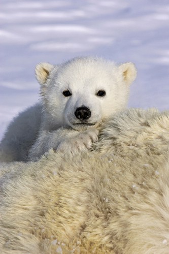 Suzi Eszterhas, Polar Bear cub peeking over mother`s bod (Eisbären, Eisbärbaby, Raubtier, niedlich, putzig, Polar, Kälte, Eis, Wunschgröße, Fotografie, Tierportrait, Treppenhaus, Arztpraxis, Wohnzimmger, Bunt)