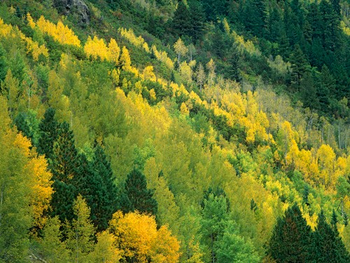 Tim Fitzharris, Aspen grove in fall colors,Gunnison Nat (Wald, Bäume, Natur, Espen, Espenlaub, dicht, Hügel, Herbst, Colorado, Gunnison National Forest,  Fotografie, Wunschröße, 
Wohnzimmer, Arztpraxis, grün)