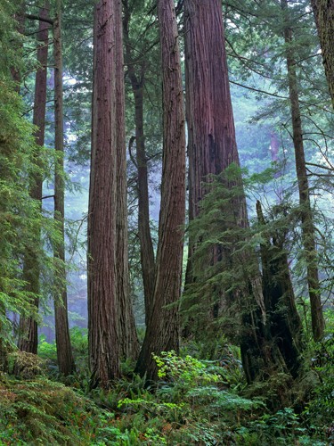 Tim Fitzharris, Old growth forest of Coast Redwood stand (Wald, Bäume, Natur, Mammutbaum, Küstenmammutbäume, Baumstämme, Giganten, Kalifornien, Fotografie, Wunschröße, Wohnzimmer, Arztpraxis, grün)