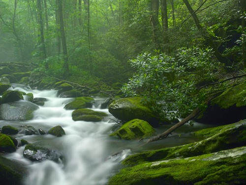 Tim Fitzharris, Roaring Fork River flowing through fores (Wald, Bäume, Fluss, Natur, Bäume, Wildnis, Fotografie, Wunschröße, Wohnzimmer, Arztpraxis, grün)