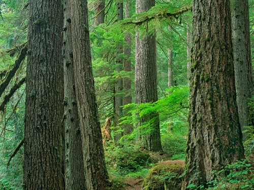 Tim Fitzharris, Old growth forest of Western Red Cedar G (Wald, Bäume, Natur, Zedern, rote Zedern, Baumstämme, Wildnis, Fotografie, Wunschröße, Wohnzimmer, Arztpraxis, grün)