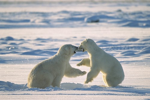 Konrad Wothe, Polar Bear males fighting, Hudson Bay, C (Eisbären, Tiere, Raubtiere, Kampf, Spiel, Schnee, Eis, Polar, Kälte, Fotografie, Wohnzimmer, Treppenhaus, Wunschgröße, bunt)