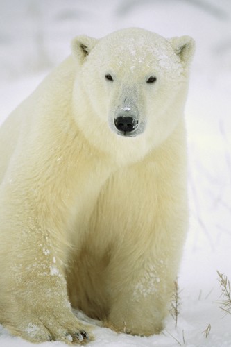 Konrad Wothe, Polar Bear adult portrait, Churchill, Ca (Eisbär, Tier, Raubtier, Tierportrait, Schnee, Eis, Polar, Kälte, Fotografie, Wohnzimmer, Treppenhaus, Wunschgröße, bunt)