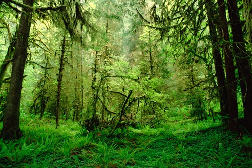 Gerry Ellis, Rainforest,Hoh River Valley,Olympic Na (Wald, Natur, Bäume, Regenwald, wild, Washington, Photografie, Fotografie, Wunschgröße, Wohnzimmer, Treppenhaus, grün)