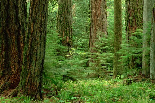Gerry Ellis, Douglas Fir old growth forest,Vancouver (Wald, Natur, Bäume, Douglastanne, Tannen, Kanada, Photografie, Fotografie, Wunschgröße, Wohnzimmer, Treppenhaus, grün)