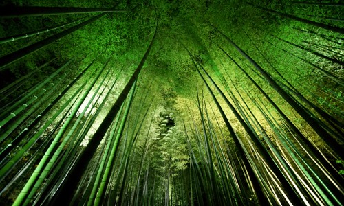 Takeshi Marumoto, Bamboo Night (Bäume Bambus, Natur, Nachstszene, Perspektive, Untersicht, aufstrebend, Höhe, Fotokunst, Treppenhaus, wohnzimmer, Wunschgröße, grün)