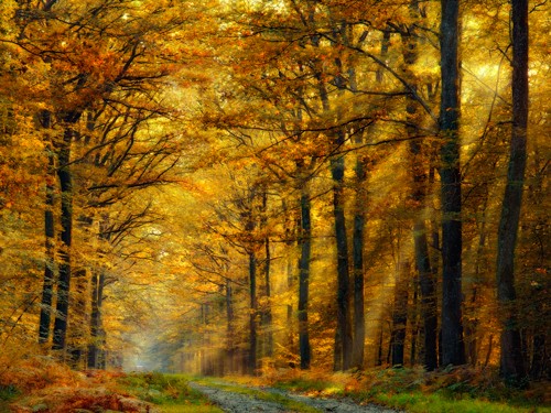 Marianna Safronova, Enchanted Forest (Wald, Natur, Bäume, Sonnenlicht, Sonnenstrahlen, Herbst, goldene Jahreszeit, Fotokunst, Wunschgröße, Wohnzimmer, Arztpraxis, bunt)