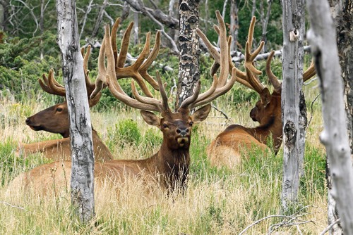 Vic Schendel, Evning Rest (Hirsche, Hirschgeweih, Tiere, Wild, Mehrender, majestätisch, Wald, Bäume, Ruhe, Ausruhen, Abendstimmung, Fotografie, Wohnzimmer, Wunschgröße, bunt)